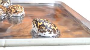 Image result for Bath Amphibians