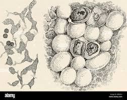 Attēlu rezultāti vaicājumam “Diderma chondrioderma”