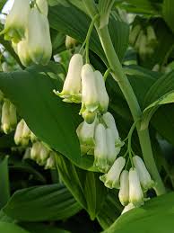 Attēlu rezultāti vaicājumam “Polygonatum multiflorum  leaf”
