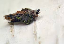 Attēlu rezultāti vaicājumam “Proutia betulina larva”