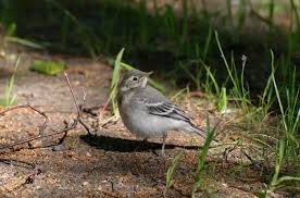 Attēlu rezultāti vaicājumam “Motacilla alba adult”