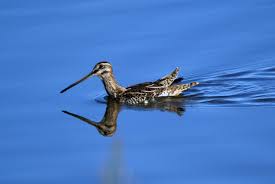 Image result for Gallinago gallinago