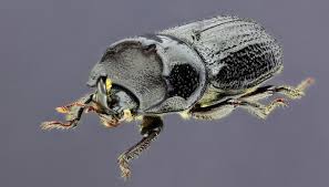 Attēlu rezultāti vaicājumam “Sinodendron cylindricum male”