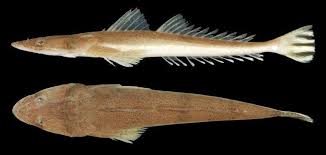 Image result for Platycephalus richardsoni