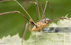 Attēlu rezultāti vaicājumam “Phalangium opilio”