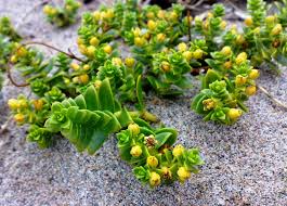 Attēlu rezultāti vaicājumam “Honckenya peploides flower”