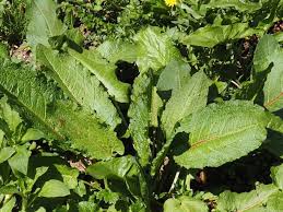 Attēlu rezultāti vaicājumam “Rumex aquaticus fruit”