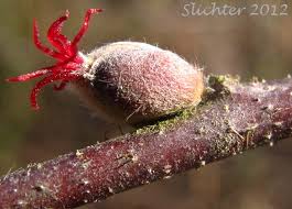 Attēlu rezultāti vaicājumam “Corylus avellana female flower”