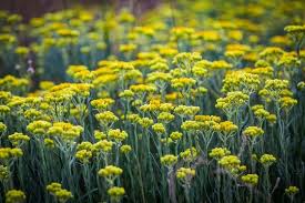Attēlu rezultāti vaicājumam “Helichrysum arenarium flower”