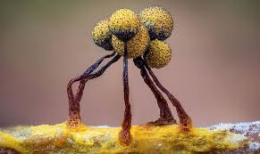 Attēlu rezultāti vaicājumam “Comatricha nigra young”