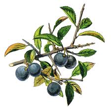 Attēlu rezultāti vaicājumam “Prunus spinosa fruit”