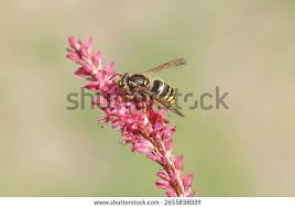 Attēlu rezultāti vaicājumam “Dolichovespula media”