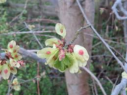 Attēlu rezultāti vaicājumam “Ulmus glabra fruit”