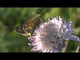Attēlu rezultāti vaicājumam “Hesperia comma underside”