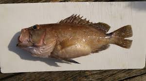 Image result for Hyporthodus niveatus