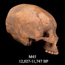 Image result for elongated skulls