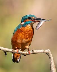 Attēlu rezultāti vaicājumam “Alcedo atthis”