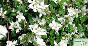 Attēlu rezultāti vaicājumam “Philadelphus lemoinei”
