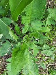 Attēlu rezultāti vaicājumam “Cirsium oleraceum leaf”