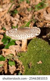 Attēlu rezultāti vaicājumam “Lepiota aspera”