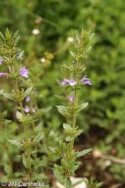 Attēlu rezultāti vaicājumam “Acinos arvensis flower”