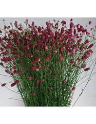 Attēlu rezultāti vaicājumam “Sanguisorba officinalis flower”