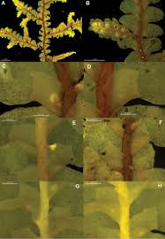 Attēlu rezultāti vaicājumam “Radula complanata sporophyte”