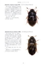 Attēlu rezultāti vaicājumam “Dendrophagus crenatus”