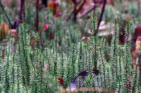 Attēlu rezultāti vaicājumam “Lignydium muscorum spores”
