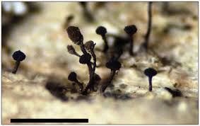 Attēlu rezultāti vaicājumam “Chaenotheca brachypoda”