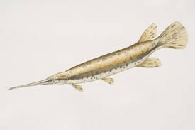 Image result for Lepisosteus osseus