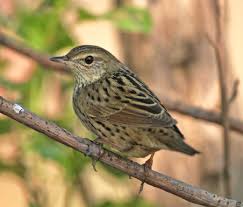 Image result for Locustella lanceolata