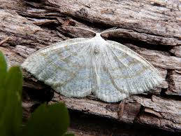 Attēlu rezultāti vaicājumam “Cabera exanthemata male”