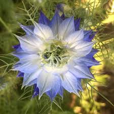 Image result for Nigella damascena