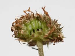 Attēlu rezultāti vaicājumam “Jasione montana leaf”