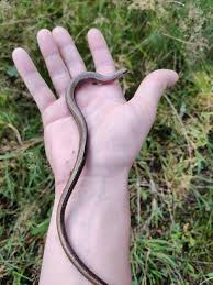 Attēlu rezultāti vaicājumam “Anguis fragilis”