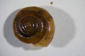 Attēlu rezultāti vaicājumam “Trichia sp.”