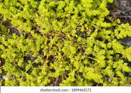 Attēlu rezultāti vaicājumam “Herniaria glabra”