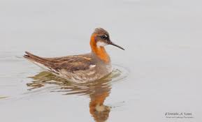 Attēlu rezultāti vaicājumam “Phalaropus lobatus”