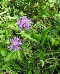 Image result for Flockenblume