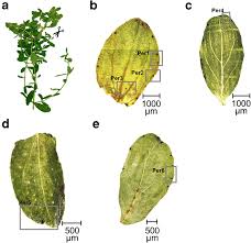 Attēlu rezultāti vaicājumam “Hypericum perforatum leaf”