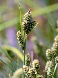 Attēlu rezultāti vaicājumam “Carex appropinquata fruit”