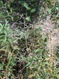 Attēlu rezultāti vaicājumam “Poa palustris leaf”