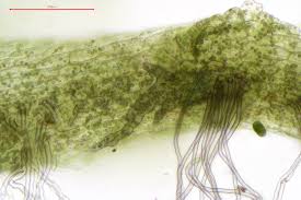 Attēlu rezultāti vaicājumam “Leiocolea heterocolpos”