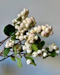 Attēlu rezultāti vaicājumam “Symphoricarpos albus fruit”