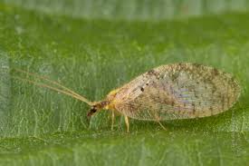 Attēlu rezultāti vaicājumam “Hemerobius perelegans”