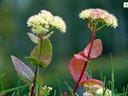 Attēlu rezultāti vaicājumam “Hylotelephium telephium flower”