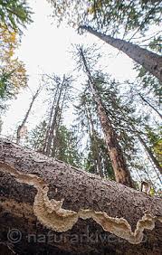 Attēlu rezultāti vaicājumam “Phlebia serialis”