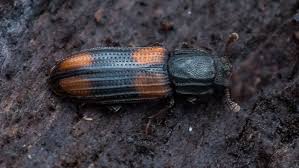 Attēlu rezultāti vaicājumam “Zopheridae”