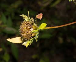 Attēlu rezultāti vaicājumam “Bidens frondosa flower”